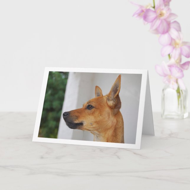 Miniature Pinscher Head Porträtt Kort (Orkide)