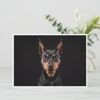 Miniature Pinscher isolerad på svart bakgrund Inbjudningar