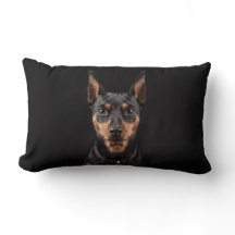 Miniature Pinscher isolerad på svart bakgrund