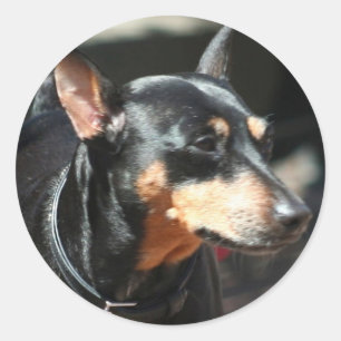 Miniature Pinscher-klistermärken Runt Klistermärke