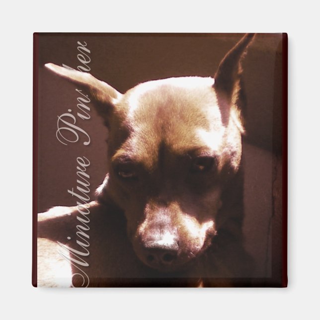 Miniature Pinscher Magnet (Framsidan)