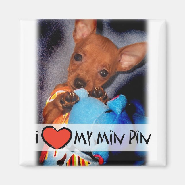 Miniature Pinscher Magnet (Framsidan)