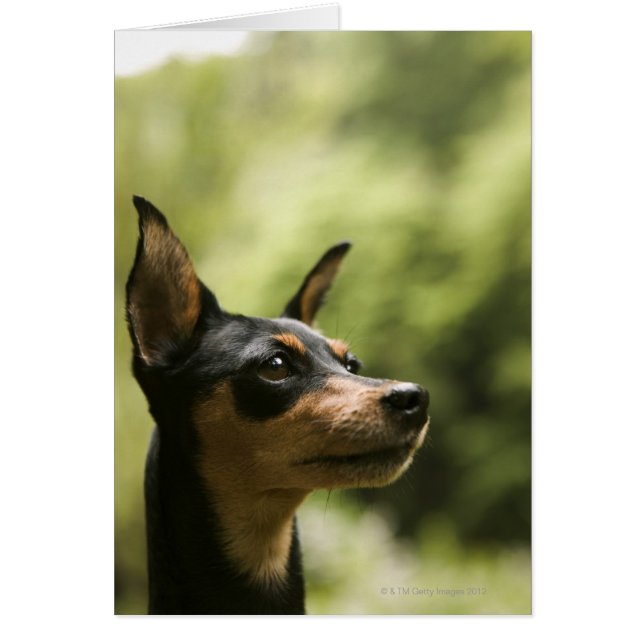 Miniature Pinscher (Min-Pin) 2 Hälsningskort (Framsidan)