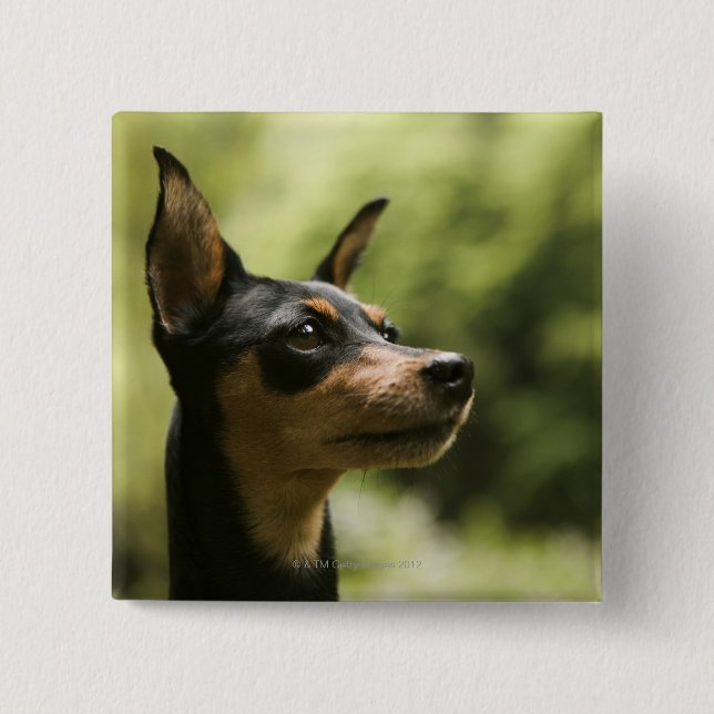 Miniature Pinscher (Min-Pin) 2 Knapp (Framsida)