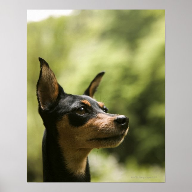 Miniature Pinscher (Min-Pin) 2 Poster (Framsidan)