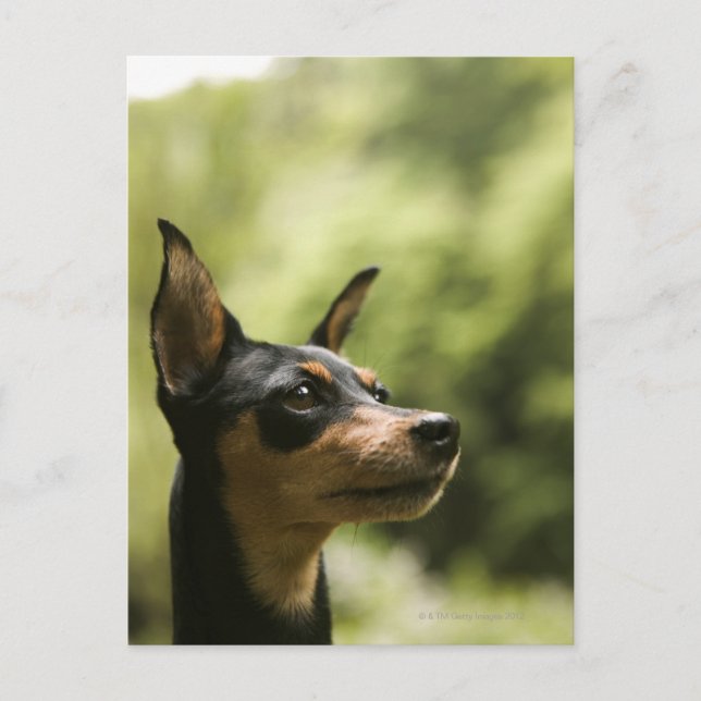 Miniature Pinscher (Min-Pin) 2 Vykort (Framsida)