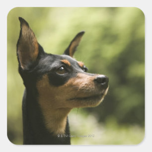 Miniature Pinscher (Min-Pin) Fyrkantigt Klistermärke