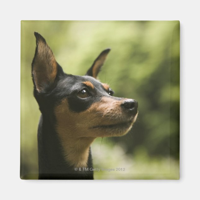Miniature Pinscher (Min-Pin) Magnet (Framsidan)