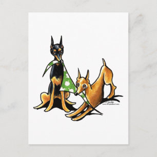 Miniature Pinscher n Apples Vykort