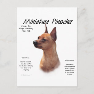 Miniature Pinscher (red) historikdesign Vykort