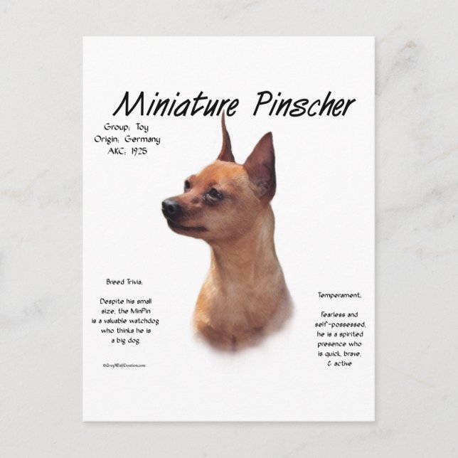 Miniature Pinscher (red) historikdesign Vykort (Framsida)