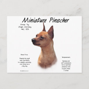 Miniature Pinscher (red) historikdesign Vykort