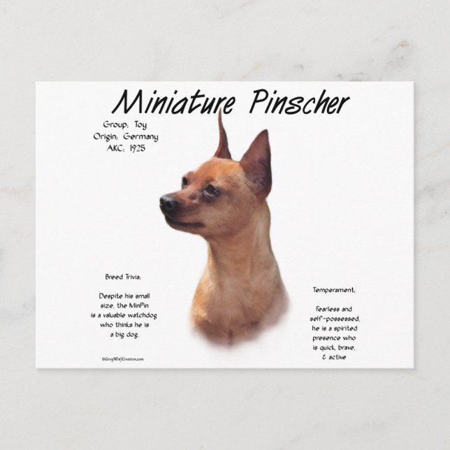 Miniature Pinscher (red) historikdesign Vykort (Framsida)