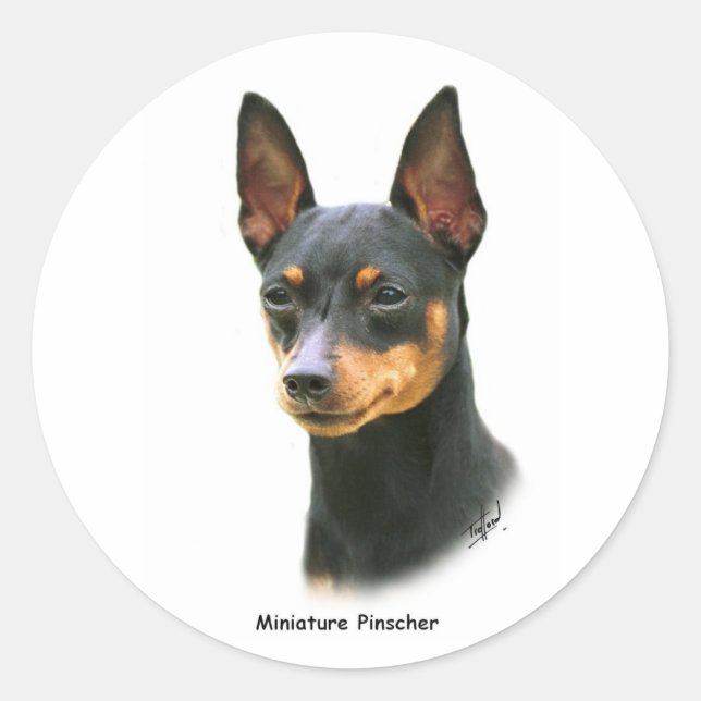 Miniature Pinscher Runt Klistermärke (Framsida)