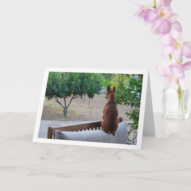 Miniature Pinscher Sitta på Bench Kort (Orkide)