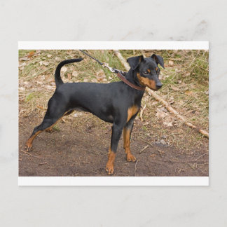 Miniature_pinscher Vykort