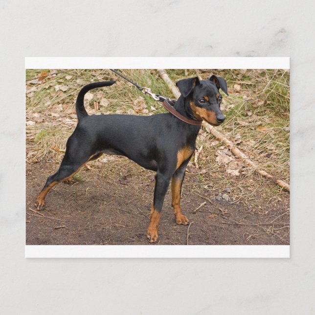 Miniature_pinscher Vykort (Framsida)