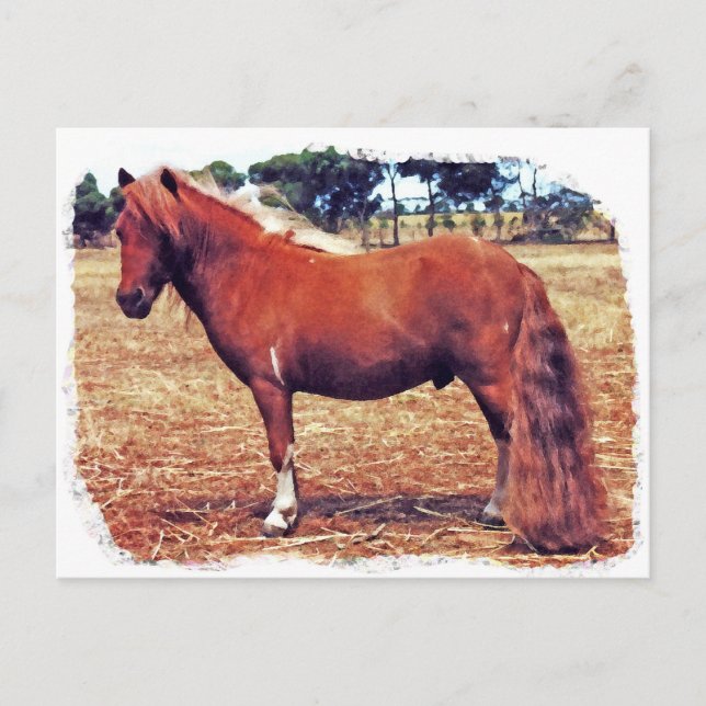 Miniature Pony Vykort (Framsida)