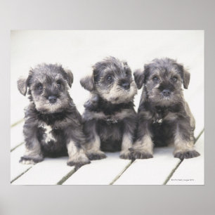 Miniature Schnauzer är en ras av små hund Poster