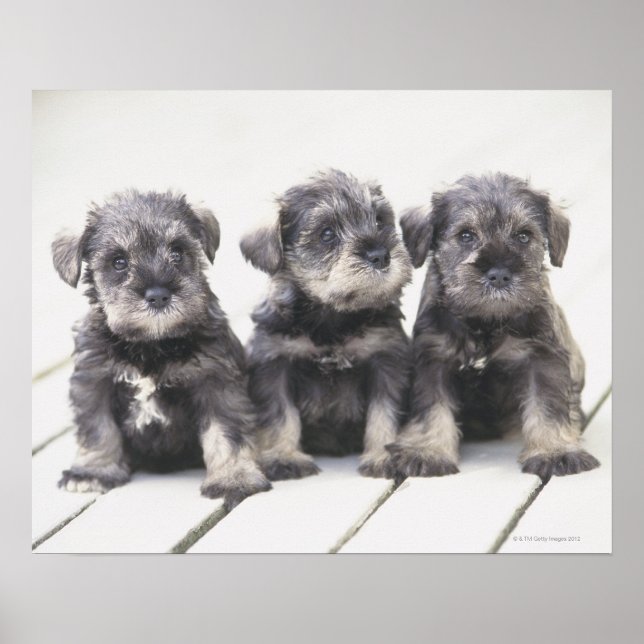 Miniature Schnauzer är en ras av små hund Poster (Framsidan)