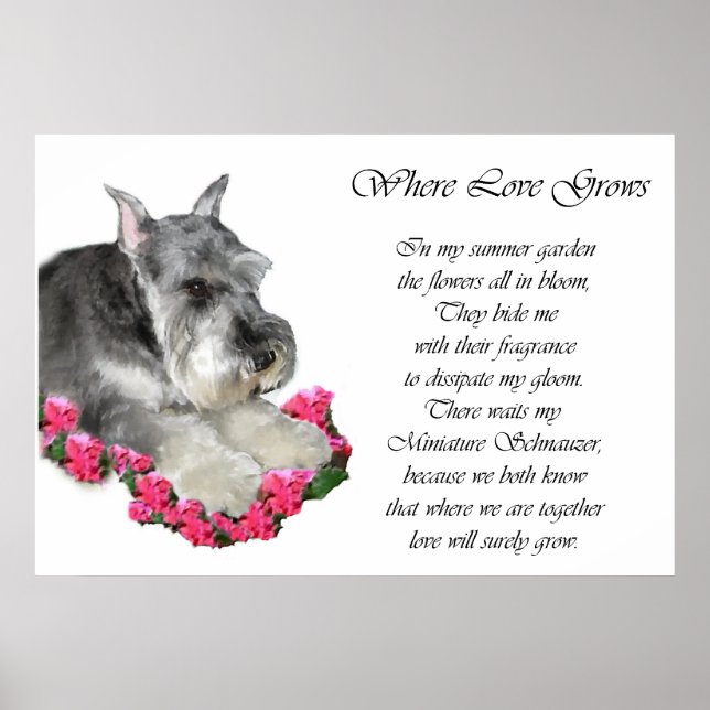 Miniature Schnauzer Art Gifts Prints Poster (Framsidan)