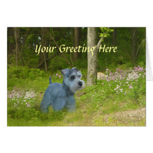 Miniature Schnauzer Card Hälsningskort