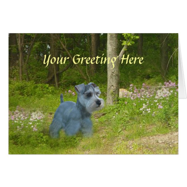 Miniature Schnauzer Card Hälsningskort (Framsidan Horizontal)