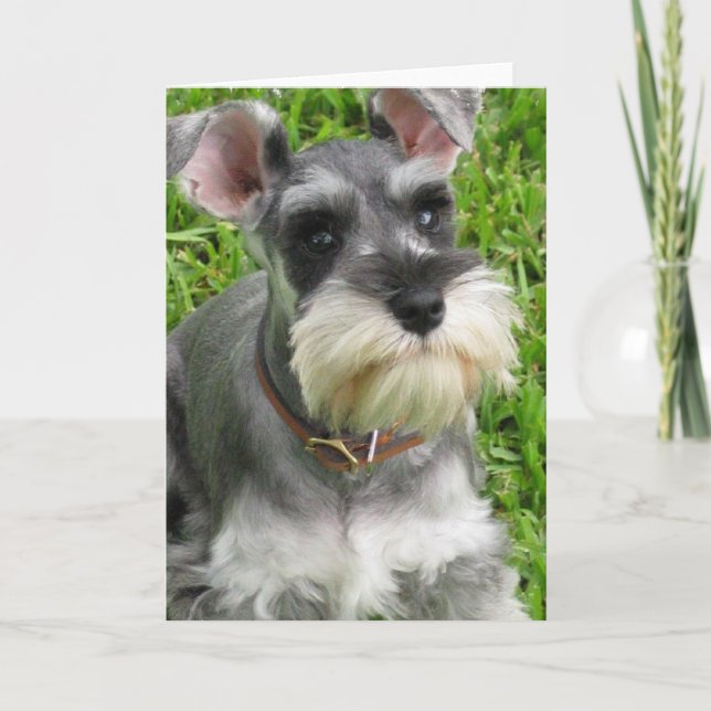 Miniature Schnauzer-hälsningskort Kort (Framsida)