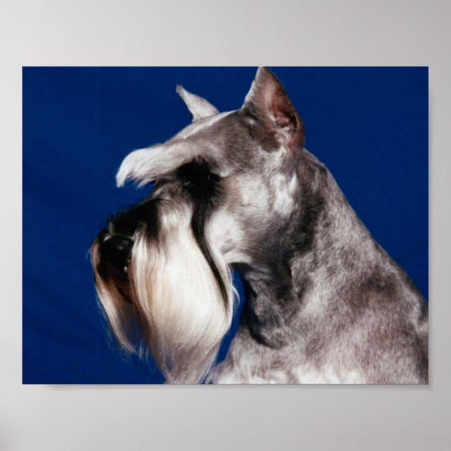 Miniature Schnauzer Head Study Poster (Framsidan)