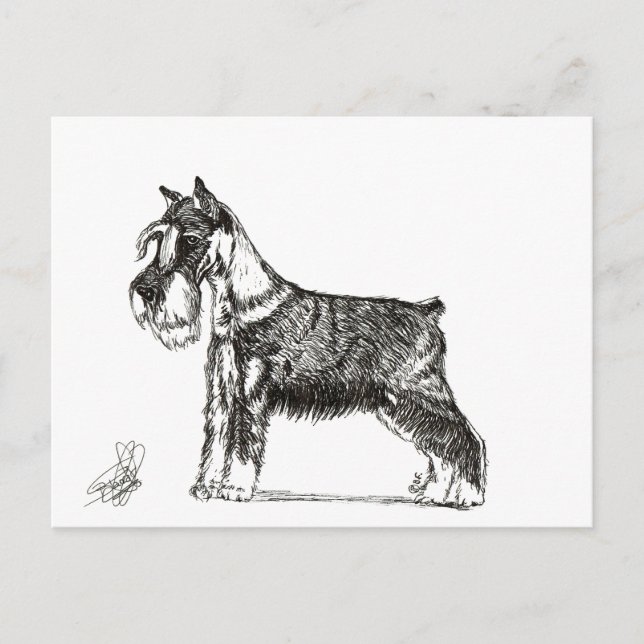 MINIATURE SCHNAUZER HELG VYKORT (Framsida)