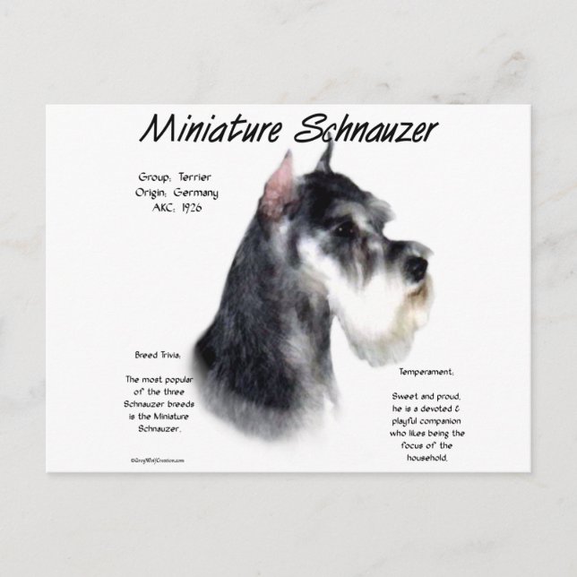 Miniature Schnauzer Historik Design Vykort (Framsida)