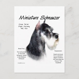 Miniature Schnauzer Historik Design Vykort