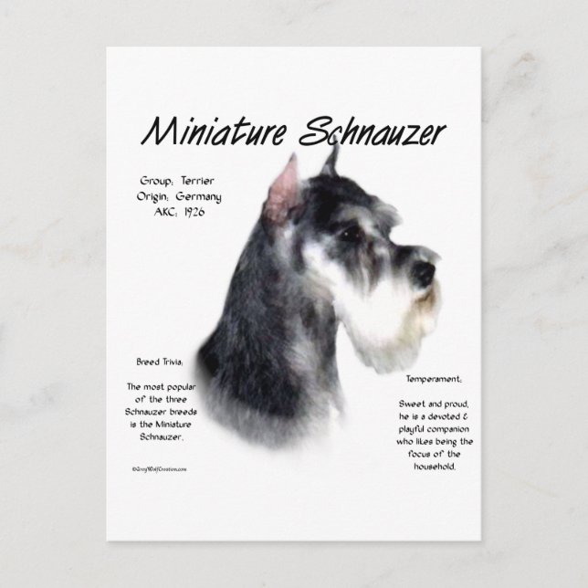 Miniature Schnauzer Historik Design Vykort (Framsida)