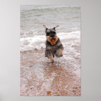 Miniature Schnauzer in Sea Poster