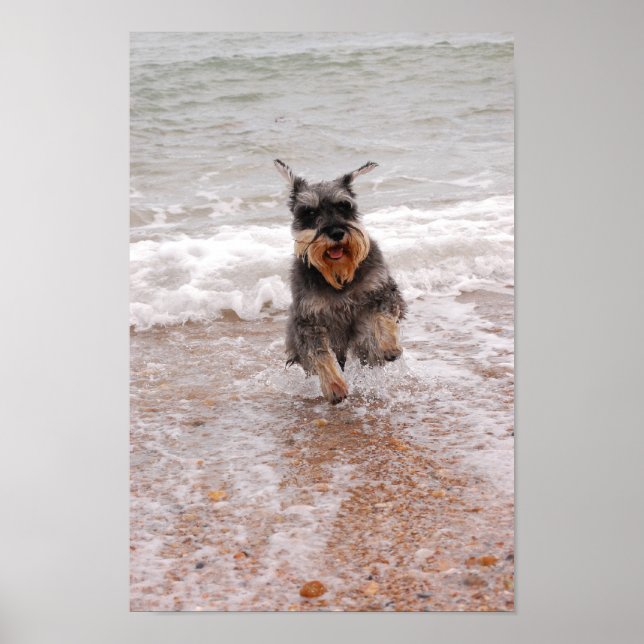 Miniature Schnauzer in Sea Poster (Framsidan)