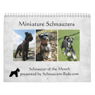 Miniature Schnauzer-kalender Kalender