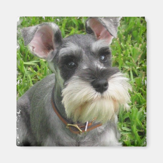 Miniature Schnauzer Magnet (Framsidan)