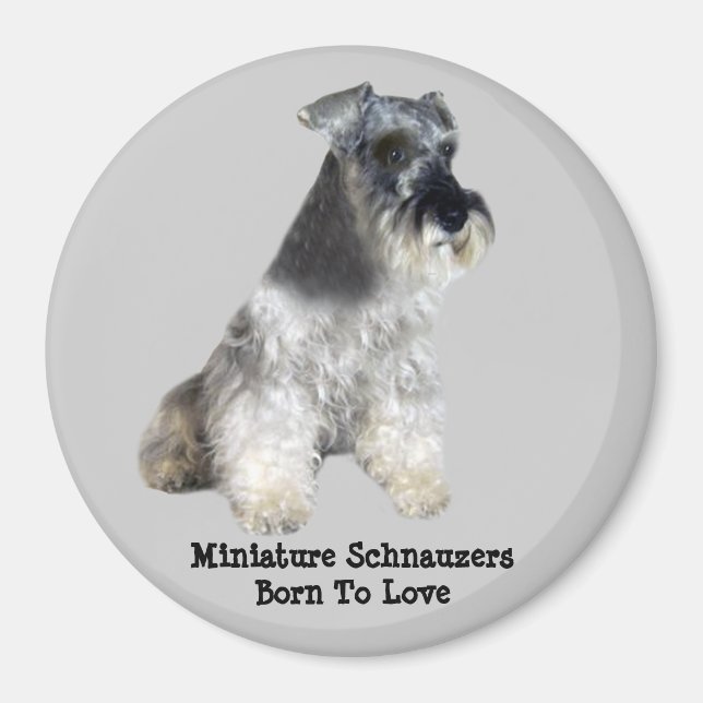 Miniature Schnauzer Magnet (Framsidan)