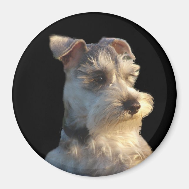 Miniature Schnauzer Magnet (Framsidan)