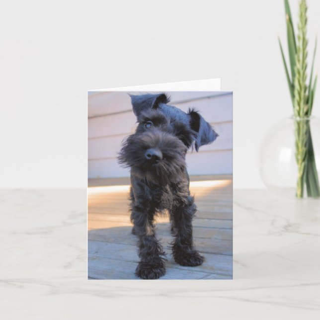 Miniature Schnauzer Note Card #1 - tomt Kort (Framsida)