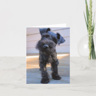 Miniature Schnauzer Note Card #1 - tomt Kort