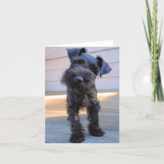 Miniature Schnauzer Note Card #1 - tomt Kort