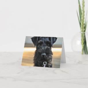 Miniature Schnauzer Note Card #3 - tomt Kort