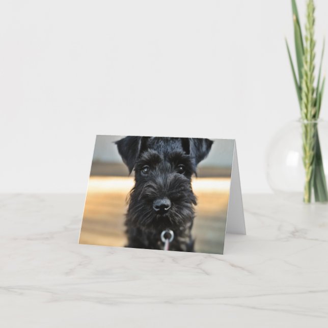 Miniature Schnauzer Note Card #3 - tomt Kort (Framsida)