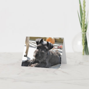 Miniature Schnauzer Note Card #4 - tomt Kort