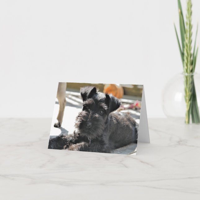 Miniature Schnauzer Note Card #4 - tomt Kort (Framsida)