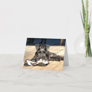 Miniature Schnauzer Note Card #6 - tomt Kort