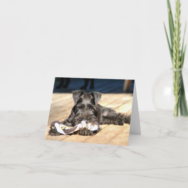 Miniature Schnauzer Note Card #6 - tomt Kort (Framsida)