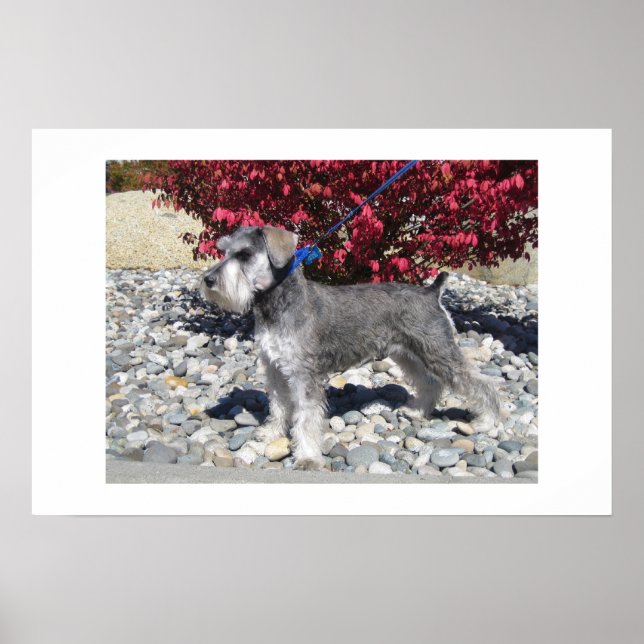 Miniature Schnauzer Poster (Framsidan)