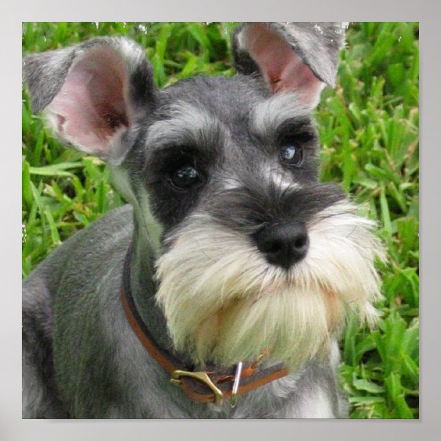 Miniature Schnauzer Poster (Framsidan)
